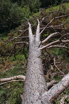 Tree fallen by storm Gloria. Tree killed by strong wind and forces of nature.