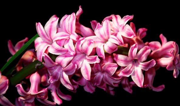 Beautifully presented and photographed flower portraits in close up against a white background..