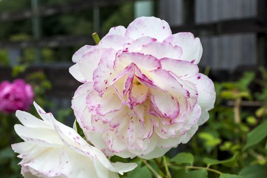 Rose 'Litchfield Angel' a pale peach pink and cream coloured double flower shrub plant