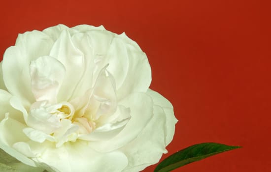 Close up of a beautiful White Rose  in full bloom..