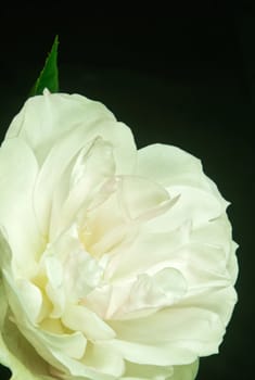 Close up of a beautiful White Rose  in full bloom..