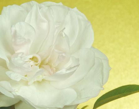 Close up of a beautiful White Rose  in full bloom..