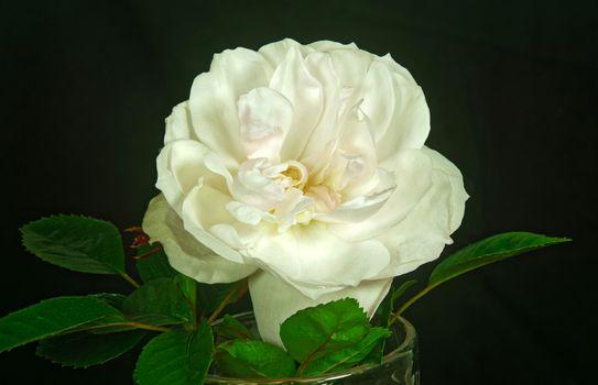 Close up of a beautiful White Rose  in full bloom..