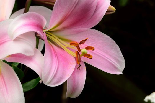 Beautifully presented and photographed florals in the Studio.