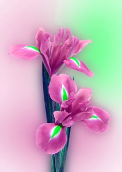 Beautifully presented and photographed florals in the Studio.