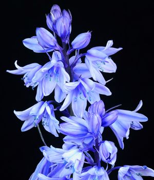 Beautifully presented and photographed florals in the Studio.