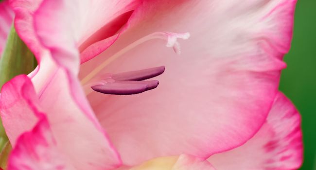 Beautifully presented and photographed florals in the Studio.