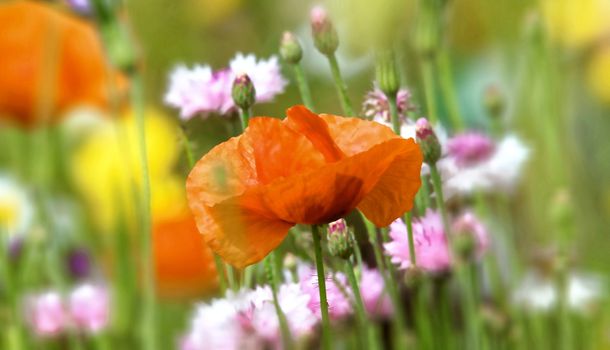 Beautifully presented and photographed florals in the Studio.