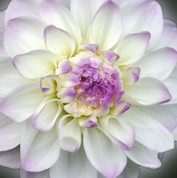 Beautifully presented and photographed florals in the Studio.