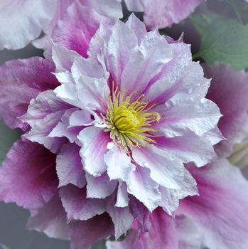 Beautifully presented and photographed florals in the Studio.