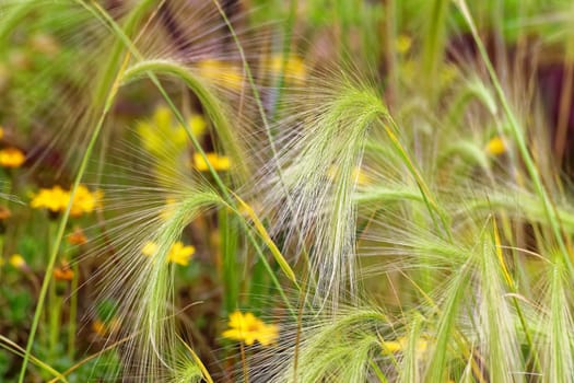 Flowers in close up and in borders of beautiful gardens.