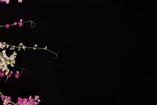 flowers (vines, creepers) with various shade of pink, isolated on black background