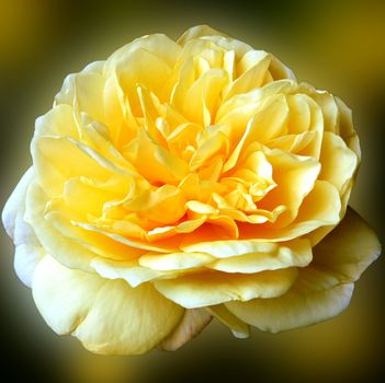 Beautifully presented and photographed florals in the Studio.