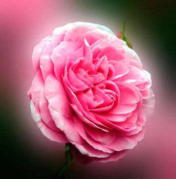 Beautifully presented and photographed florals in the Studio.