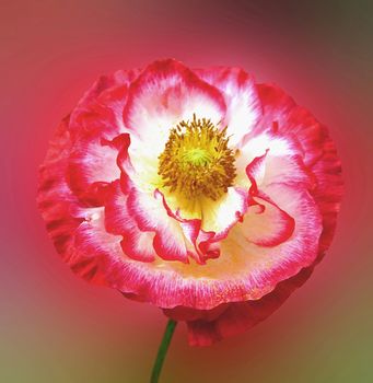 Beautifully presented and photographed florals in the Studio.