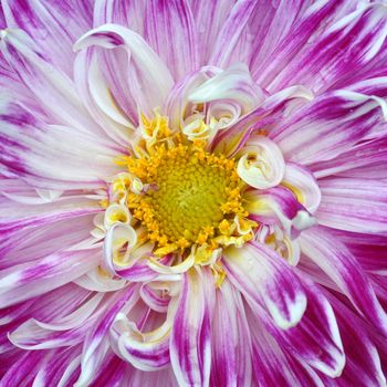 Beautifully presented and photographed florals in the Studio.