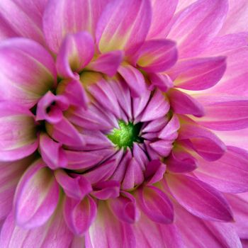 Beautifully presented and photographed florals in the Studio.