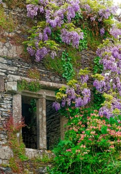 Beautiful and vibrantly colorful Flower Portraits and interesting and unusual gardens.