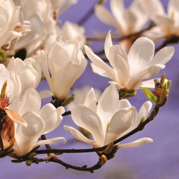 Beautifully presented and photographed florals in the Studio.