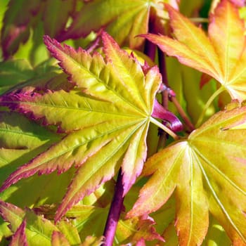 Botanical studies in natural and studio settings.