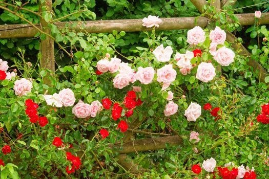 Pink Rose New Dawn, a beautiful climber.