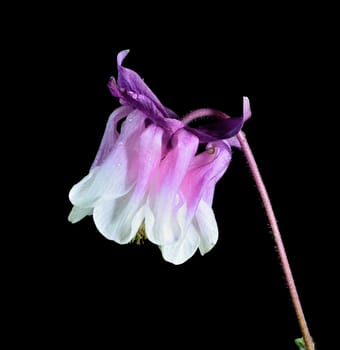 Beautifully presented and photographed flower portraits in close up against a white background..