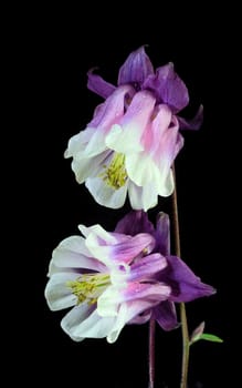 Beautifully presented and photographed flower portraits in close up against a white background..