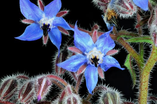 Beautifully presented and photographed flower portraits in close up against a white background..