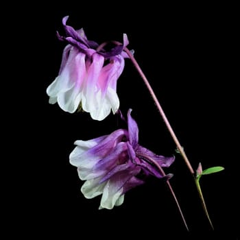 Beautifully presented and photographed flower portraits in close up against a white background..