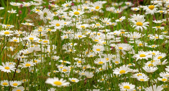 Flowers in close up and in borders of beautiful gardens.