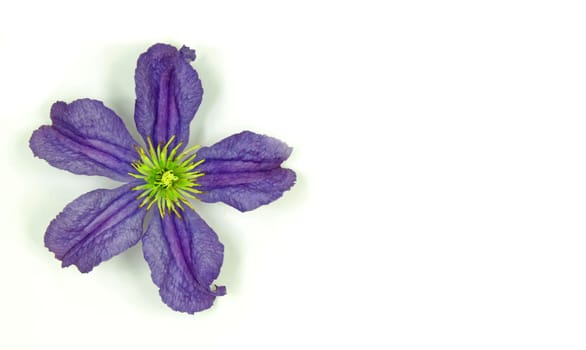 Beautifully presented and photographed flower portraits in close up against a white background..