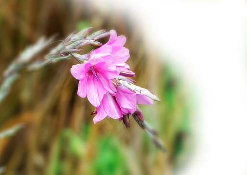 Beautifully presented and photographed flower portraits in close up against a white background..