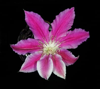 Beautifully presented and photographed flower portraits in close up against a white background..