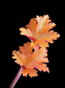 Beautifully presented and photographed flower portraits in close up against a white background..