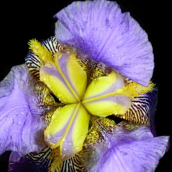 Beautifully presented and photographed flower portraits in close up against a white background..