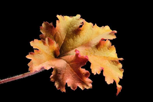 Beautifully presented and photographed flower portraits in close up against a white background..