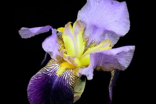 Beautifully presented and photographed flower portraits in close up against a white background..