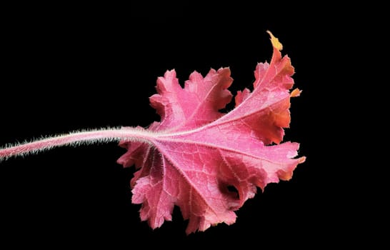 Beautifully presented and photographed flower portraits in close up against a white background..