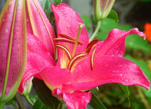 Beautifully presented and photographed flower portraits in close up against a white background..