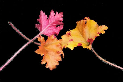 Beautifully presented and photographed flower portraits in close up against a white background..