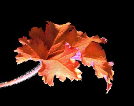 Beautifully presented and photographed flower portraits in close up against a white background..