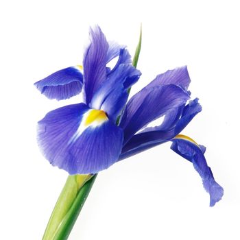 Beautifully presented and photographed flower portraits in close up against a white background..
