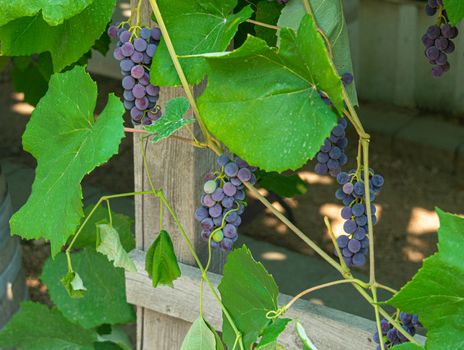 Fascicles red grape growing among the leaves. Vine branch with racemules of red grape