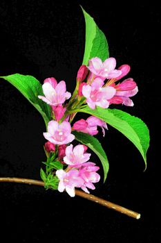 Beautifully presented and photographed flower portraits in close up against a white background..