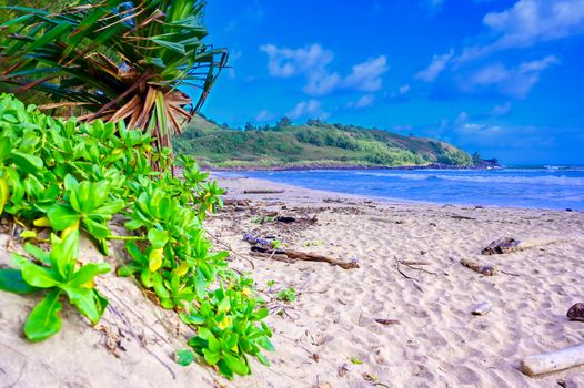 The beach along the coast of Kauai, Hawaii.