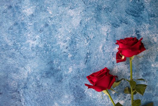 Beautiful blooming red roses on blue and white acrylic background. Flat lay style with copy space.