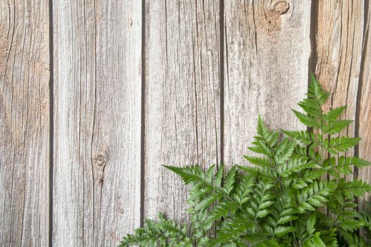 Fresh rainforest ferns on brown wood background. Mock up template design. Copy space