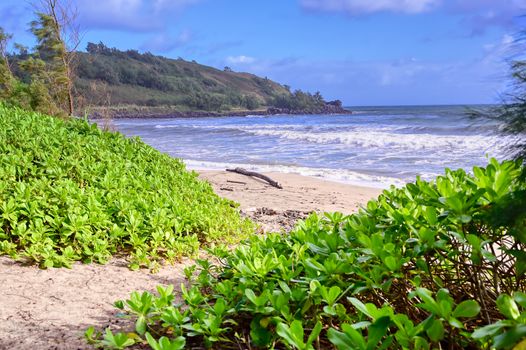 The beach along the coast of Kauai, Hawaii.