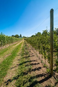 Ripen apples on young trees. Apple harvest in orchard in British Columbia