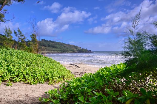 The beach along the coast of Kauai, Hawaii.